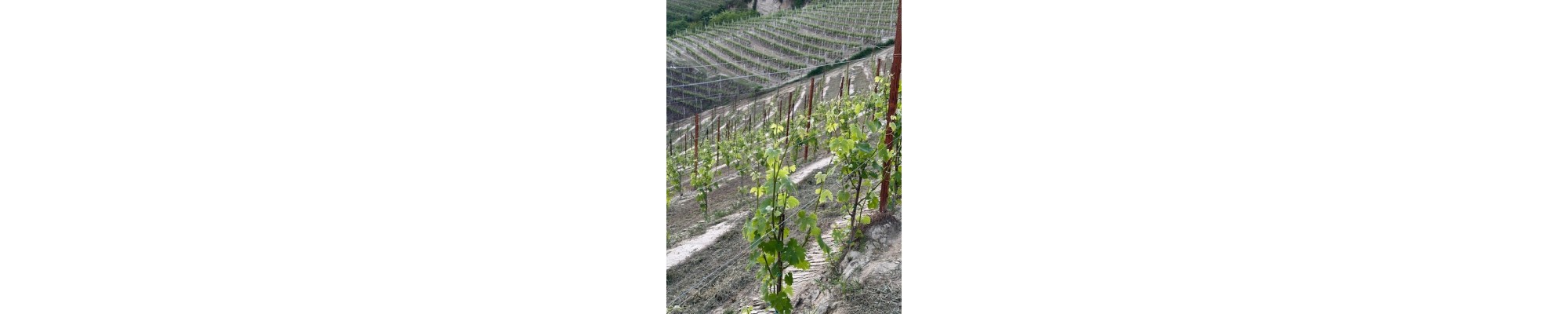 Vino